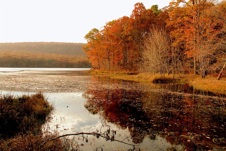 fall, lake, west virginia, water, tree, plant, tranquility HD wallpaper