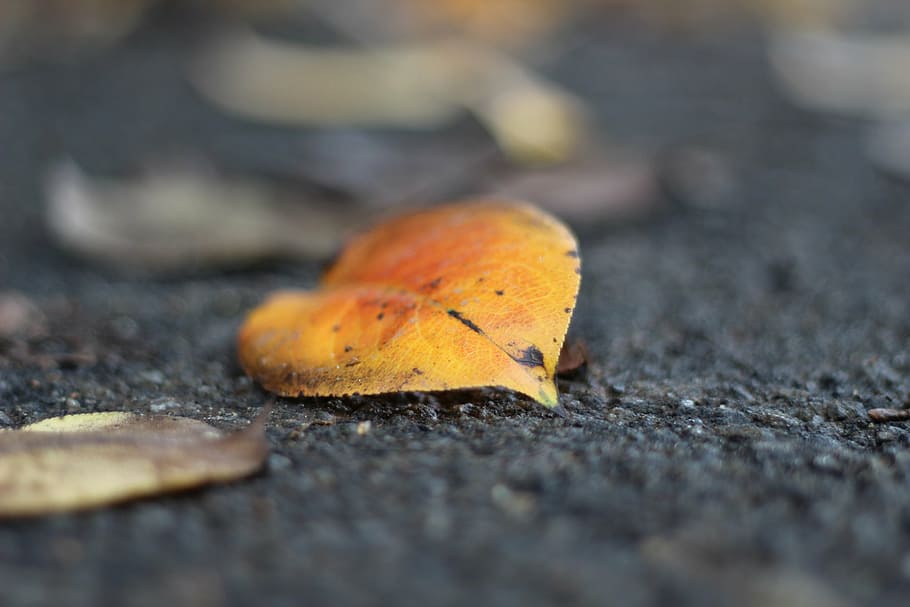 leaves, nature, tree, foliage, leaf, autumn, yellow, season HD wallpaper