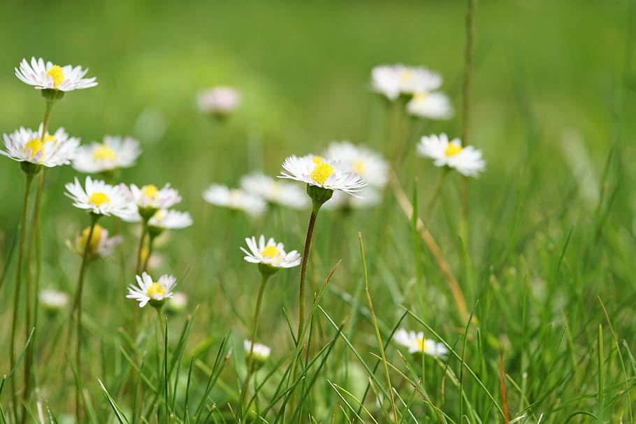 photography of white Daisy flowers, blossom, bloom, meadow HD wallpaper
