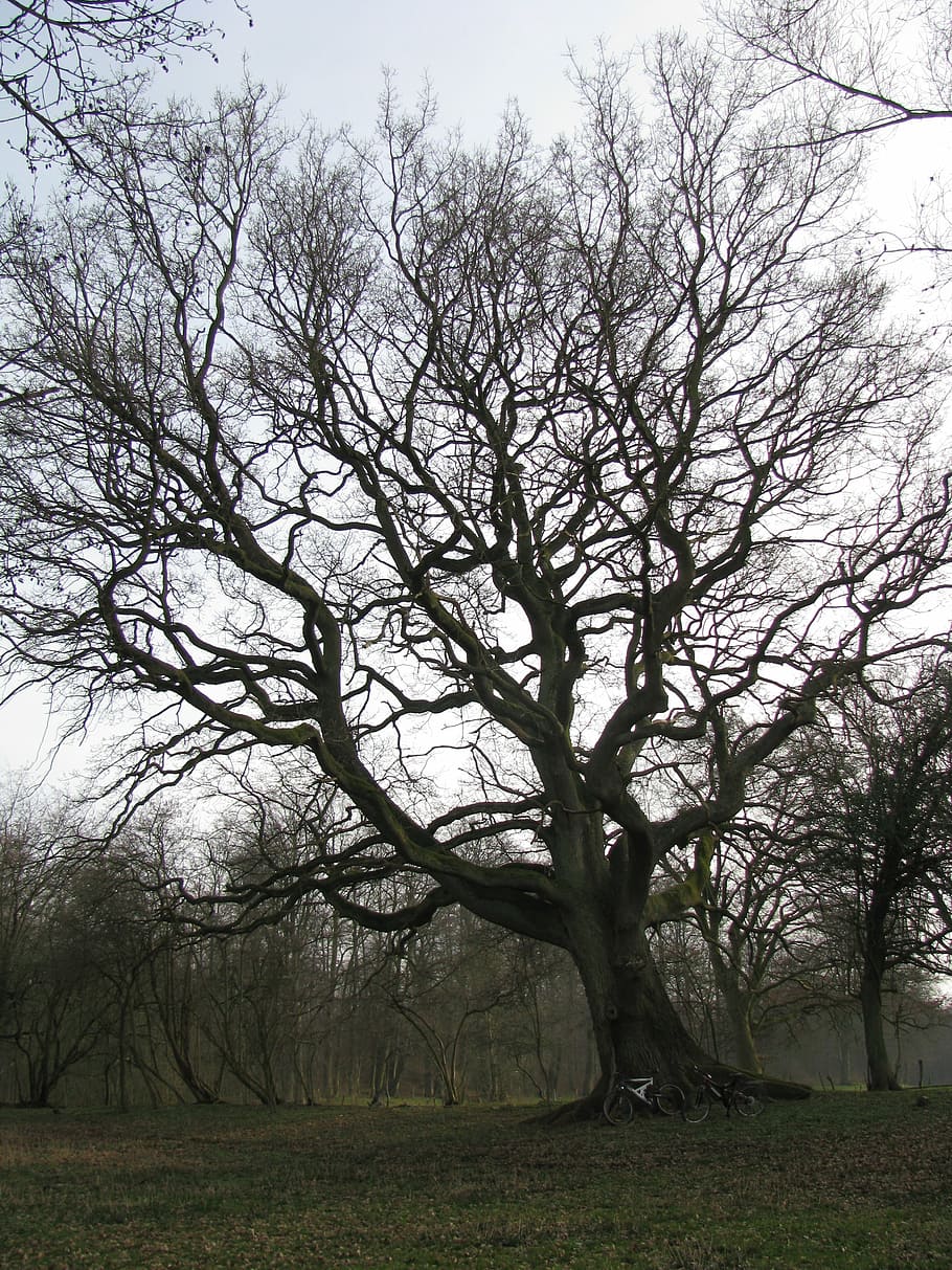forest, tree, back light, canopy, old tree, plant, bare tree HD wallpaper
