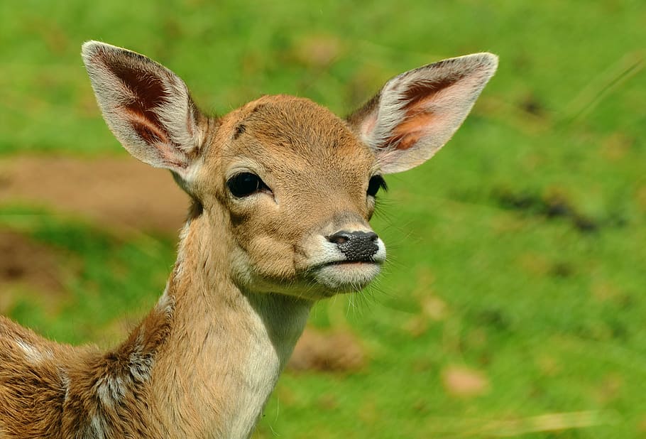 selective focus photography of deer, roe deer, fawn, kitz, young deer