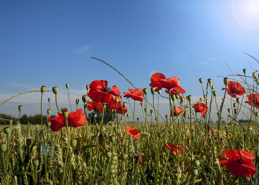HD wallpaper: red petal flower field under blue sky, poppy, landscape ...