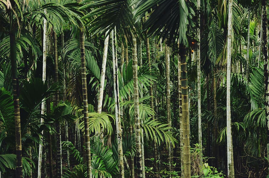 nature, trees, plants, green, leaves, forest, growth, green color HD wallpaper