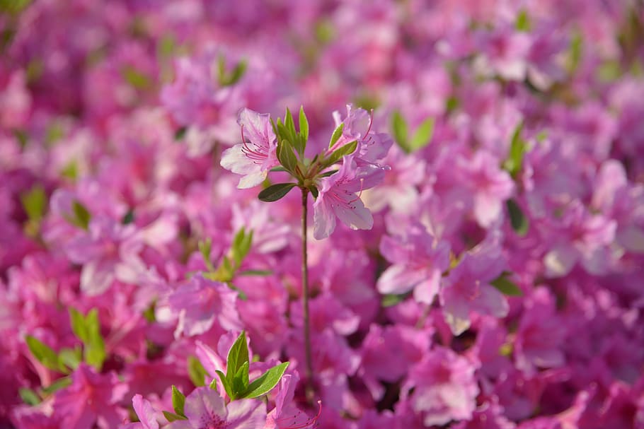 Azalea, Pink, Spring, Plants, april, landscape, nature, hwasaham HD wallpaper