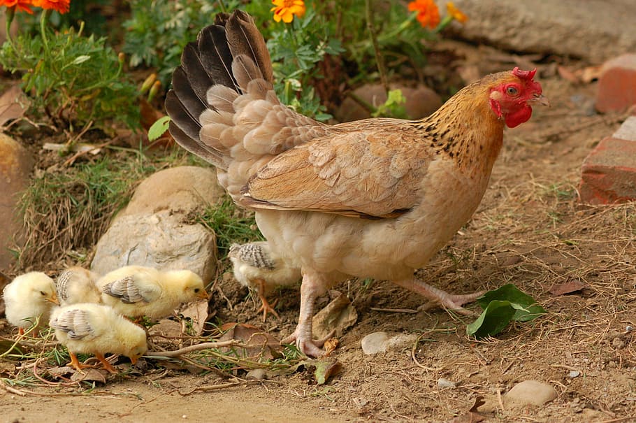 hen with chicks near flowers, farm, bird, animal themes, domestic animals HD wallpaper