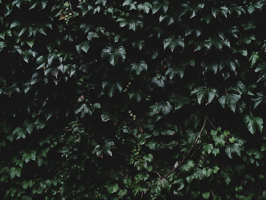 green leaf plant at daytime, green leafed plant, tree, bush, foliage HD wallpaper