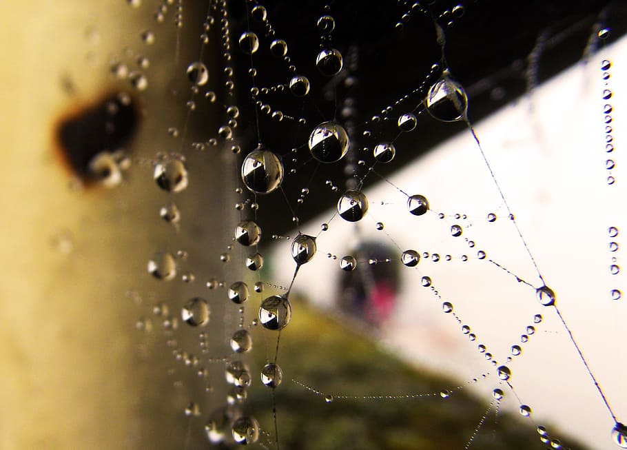 web, water droplets, pearl, close-up, wet, no people, focus on foreground HD wallpaper