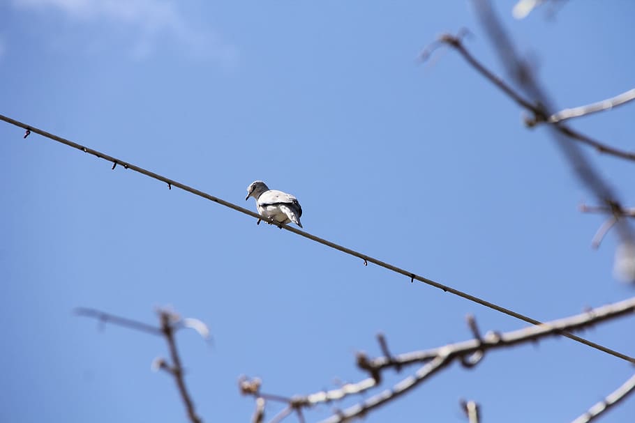 dove, bird, lines, sky, vertebrate, animal, animal themes, animals in the wild HD wallpaper
