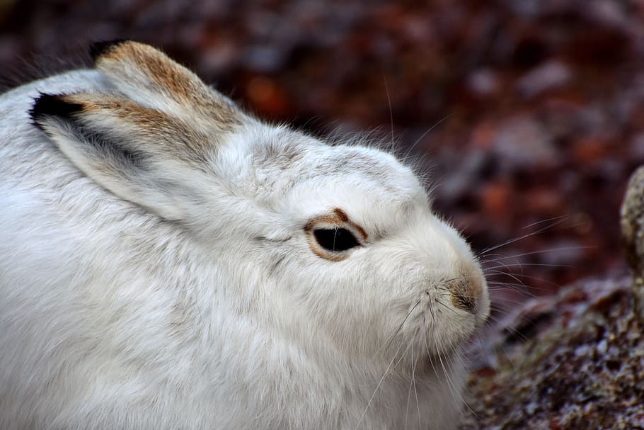 selective focus of rabbit, schneehase, hare, doe, winter, cold HD wallpaper