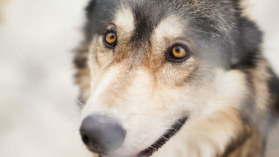 macro shot of brown and black dog staring at the person, closeup photography of black and tan Czechoslovakian wolf dog HD wallpaper