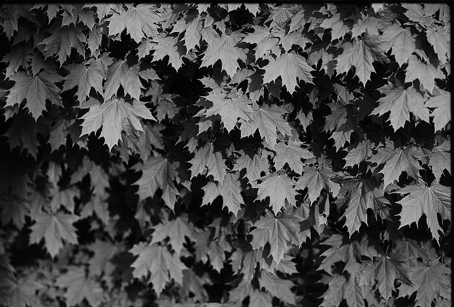 leaves, tree, nature, leaf, plant, spring, summer, light, branch HD wallpaper