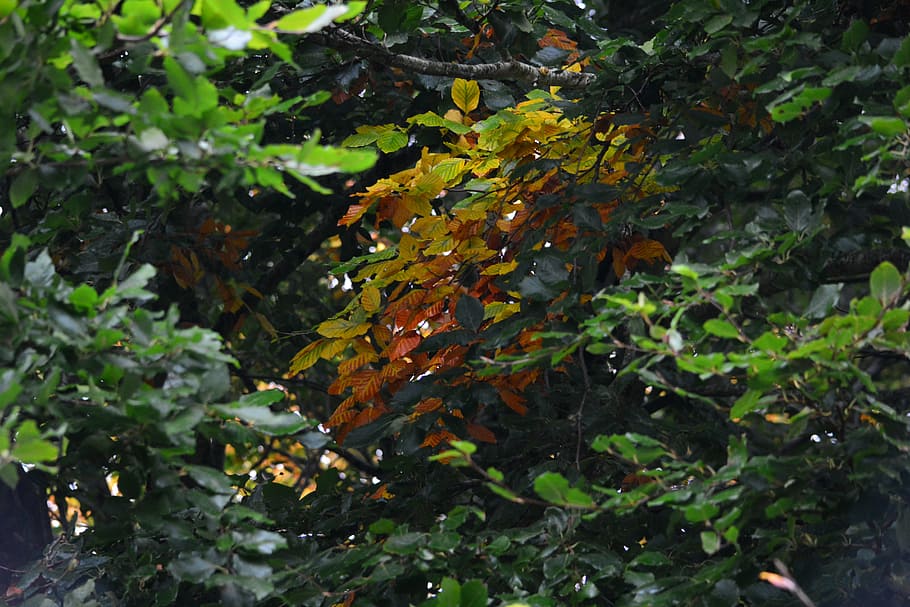 leaf, leaves, autumn, forest, green leaves, plant, autumn leaf HD wallpaper