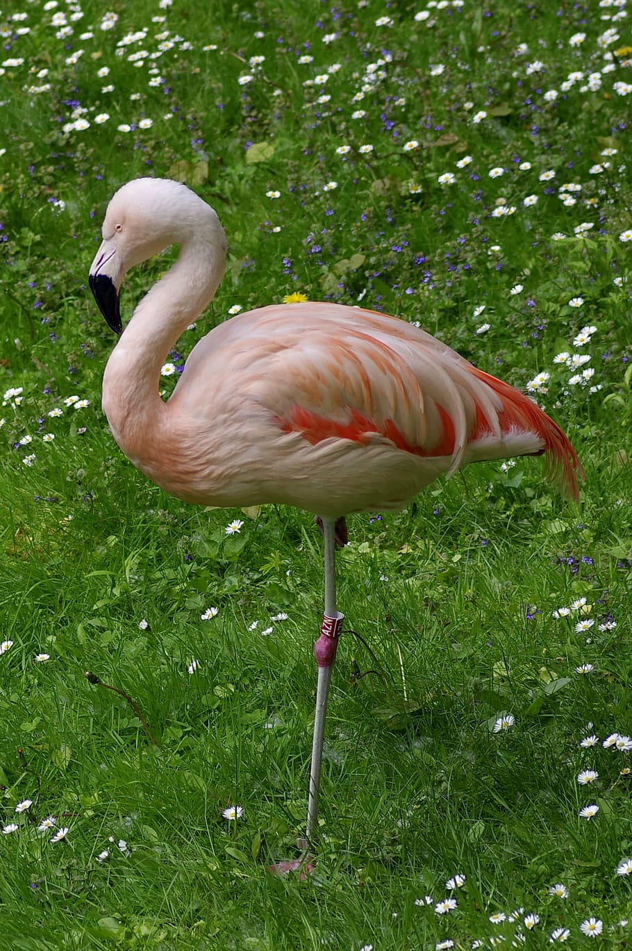 Flaming, Pink, Standing, One, Leg, Grass, one leg, flowers HD wallpaper