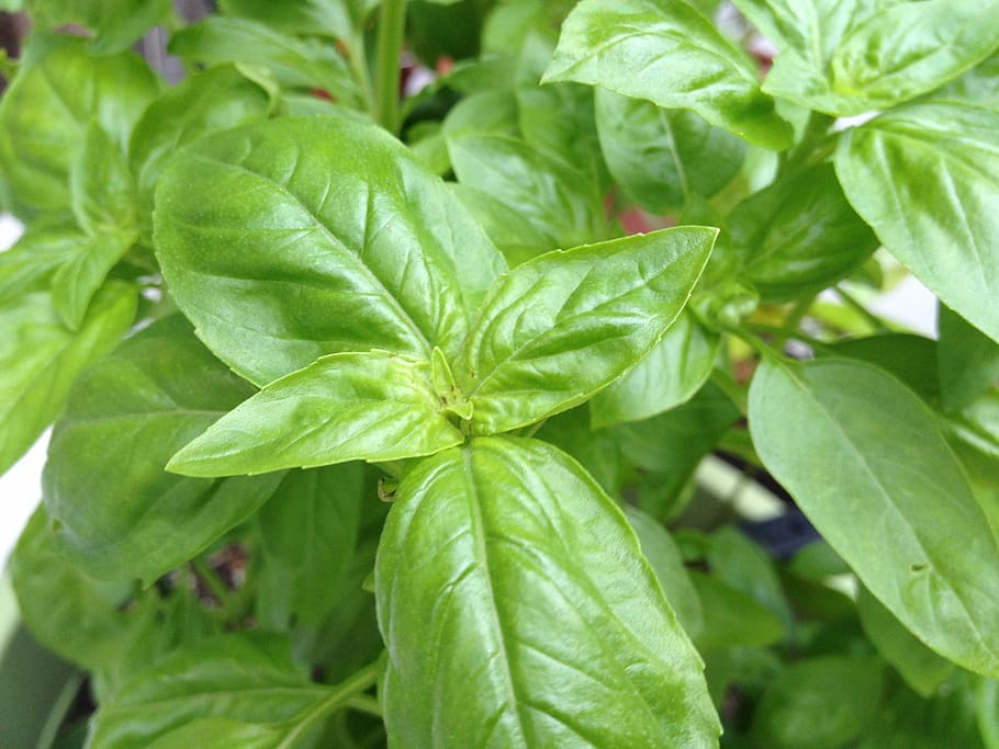 fresh, basil, herb, leaf, freshness, green Color, plant, nature HD wallpaper