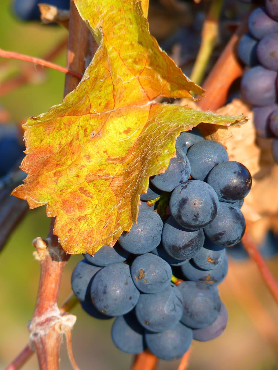 Grape, Grapes, Fruit, Vine, Cultivation, wine, blue, autumn HD wallpaper