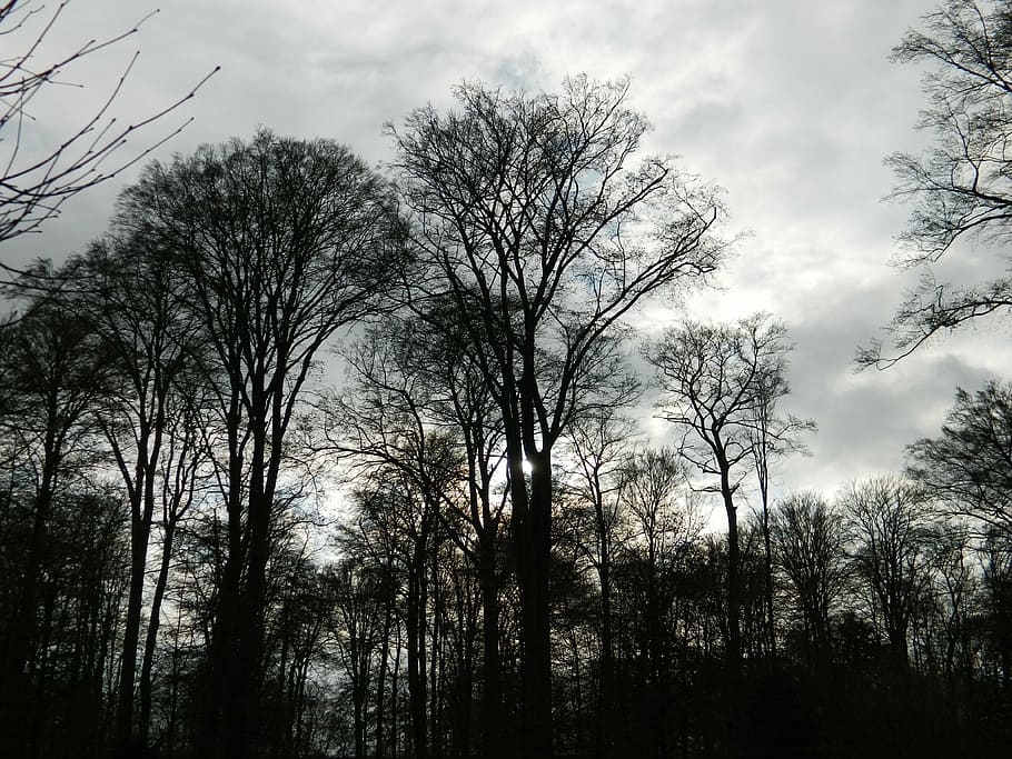 trees, thunderstorm, twilight, forest, sky, plant, low angle view HD wallpaper