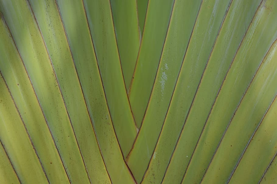 green, structure, palm, plant, palm tree, nature, james, exotic HD wallpaper