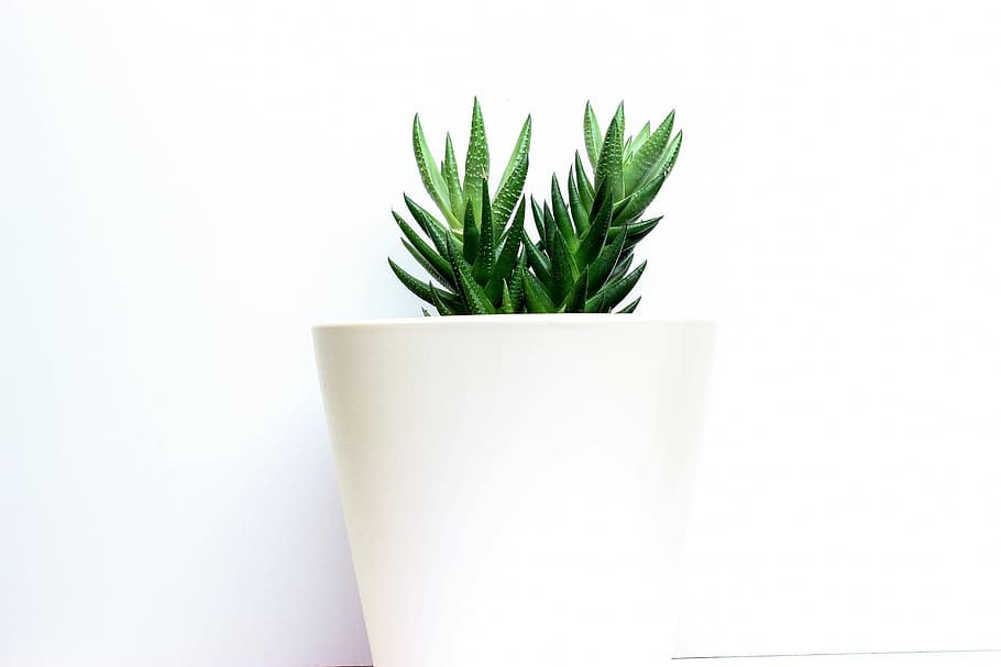 cactus, white base, decor, design, plant, green, shadow, continuous, HD wallpaper