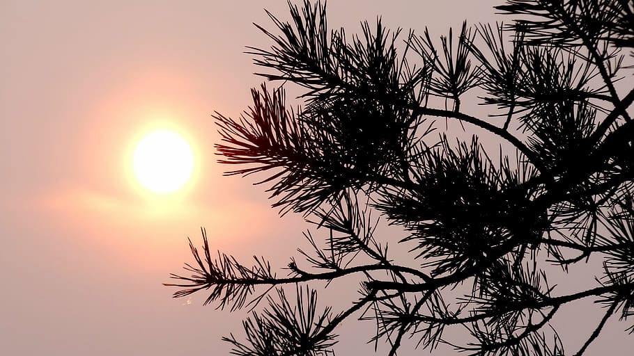 sun, sunset, evening, nature, silhouette, branch, tree, sky HD wallpaper