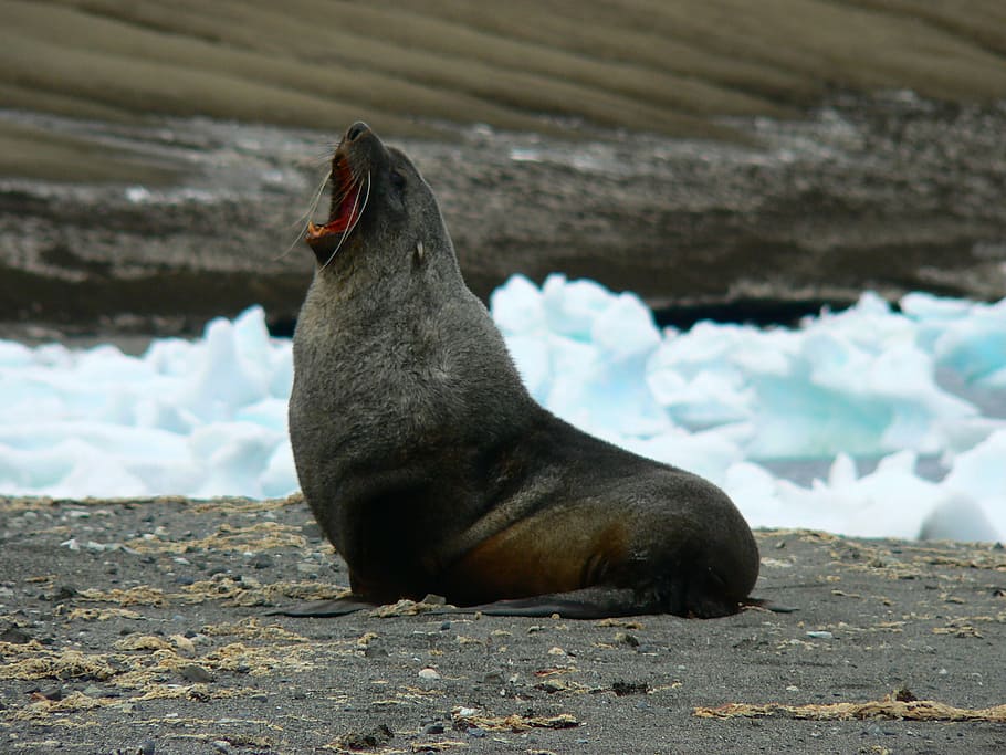 antarctica, seal, male, animal themes, one animal, mammal, vertebrate