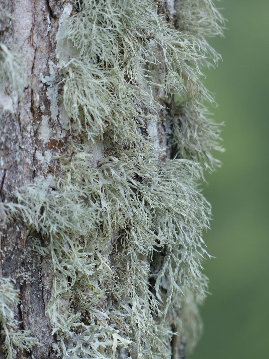 lichen, brush braid, doris farinacea, tree, bark, shrub lichen species HD wallpaper