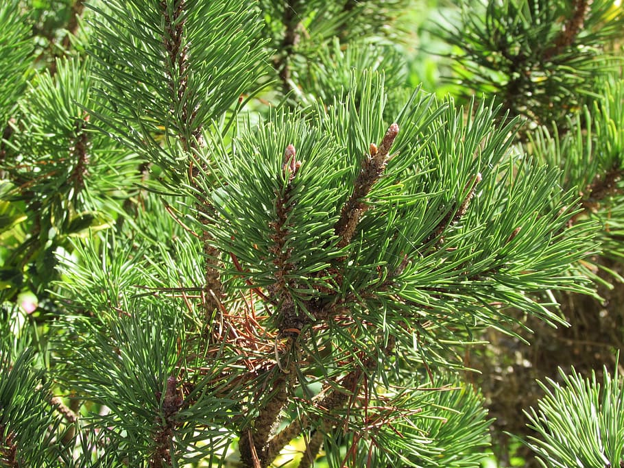 Pine, Conifer, Plant, Needles, green, green color, pine tree HD wallpaper