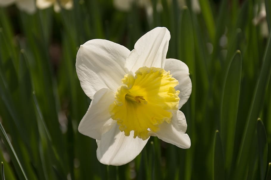 Daffodil, Flower, Easter, Yellow, yellow flowers, spring, blossom HD wallpaper