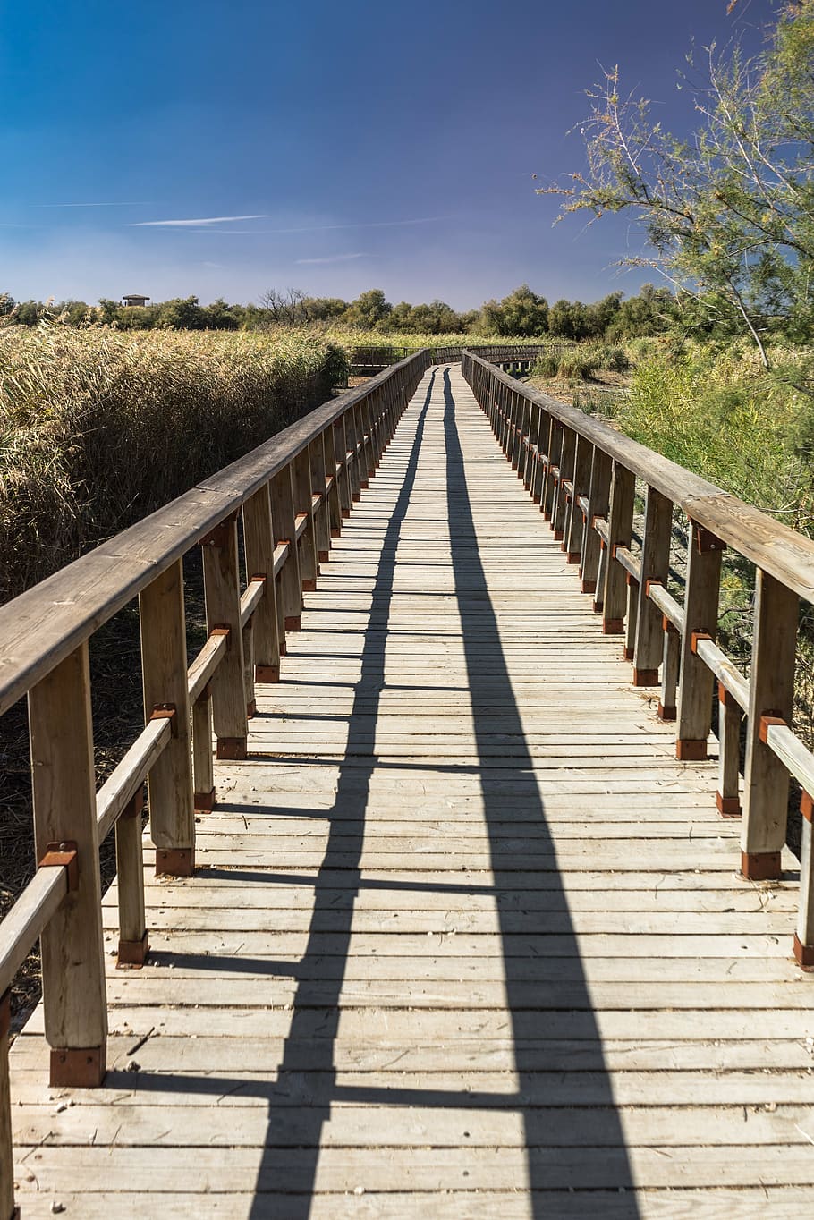 brown wooden dock between green leafed plants under blue sky during daytime HD wallpaper