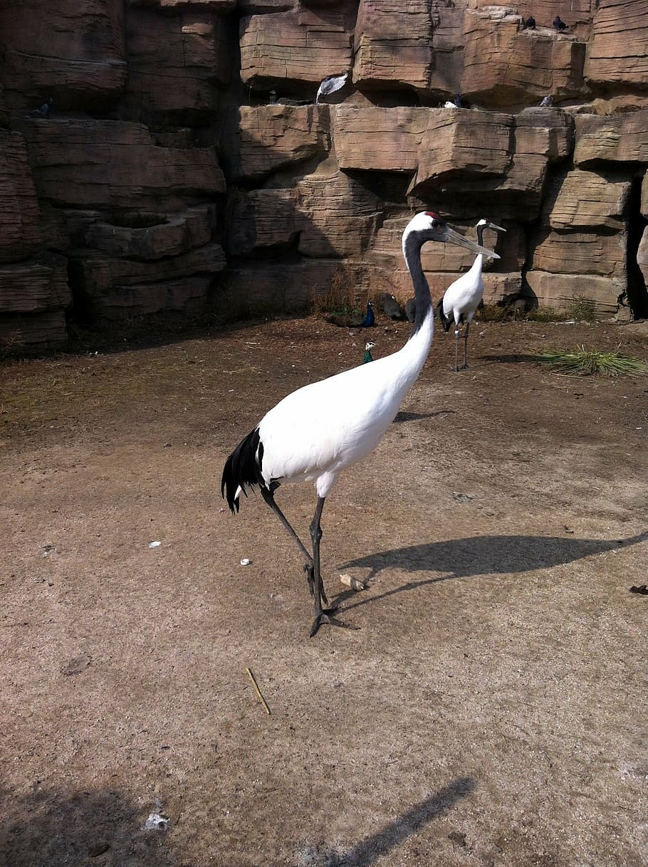 crane, bird, feather, bird feathers, the beak, wild, wildlife HD wallpaper