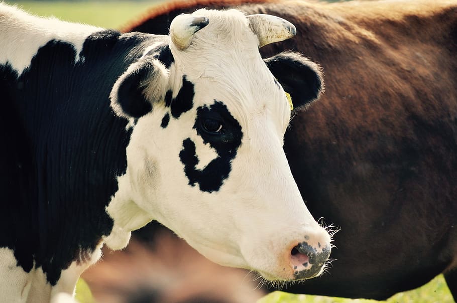 white and black cattle, animals, cow, cows, animal themes, mammal HD wallpaper