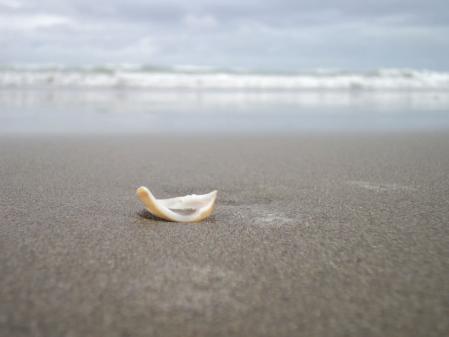 Seashell, Crete, Ocean, Sea, beach, water, sand, wave, coast HD wallpaper