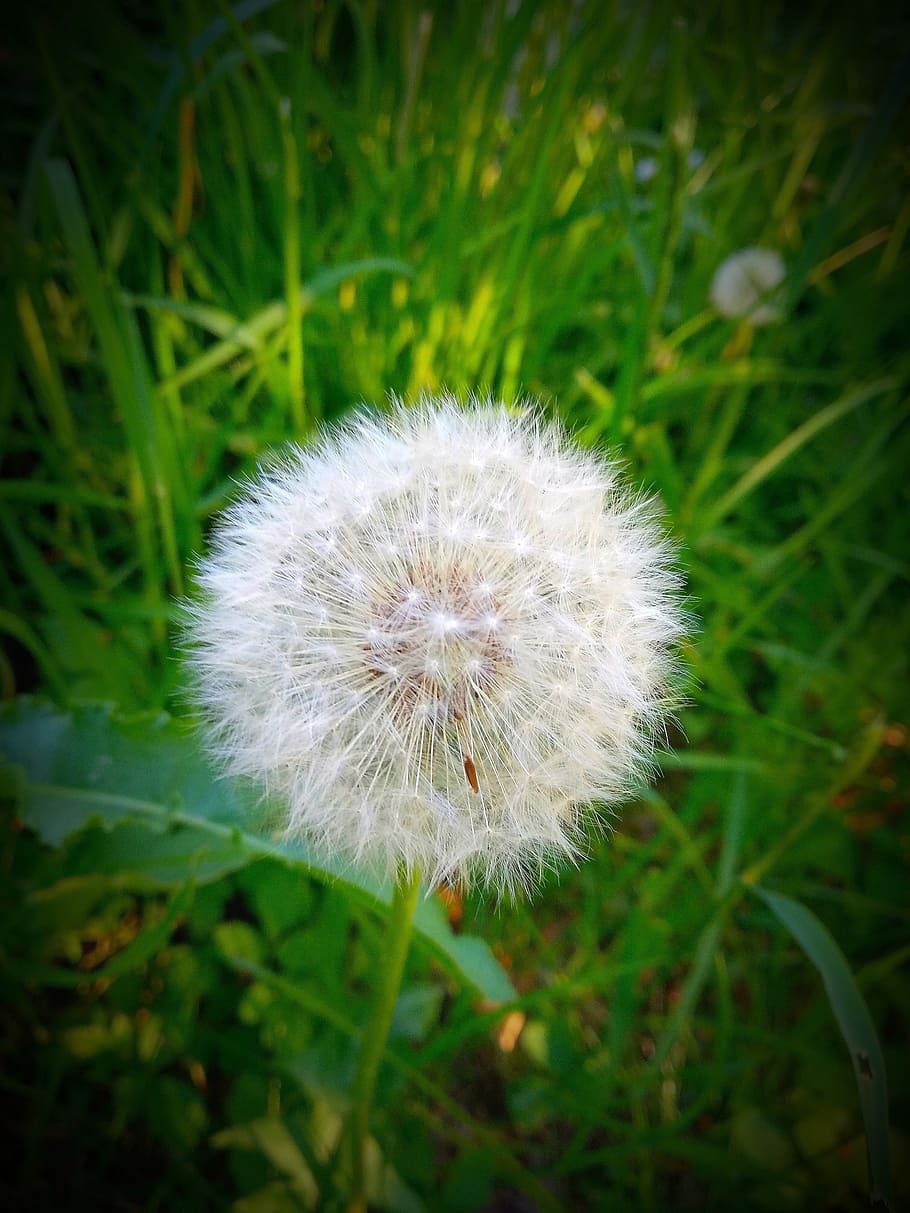 dandelion, grass, plant, summer, growth, nature, flower, fragility HD wallpaper