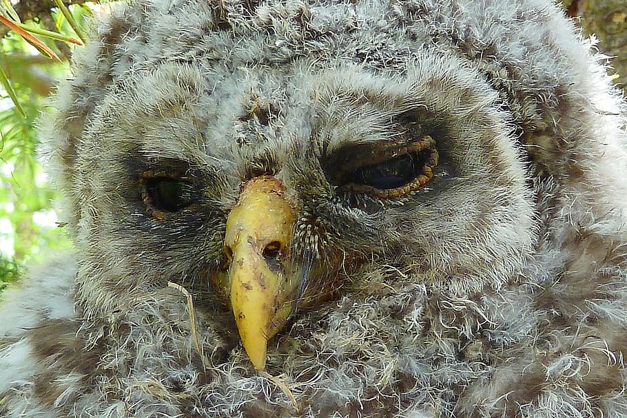brown owl perched on tree during daytime, Feather, Bird, Macro HD wallpaper