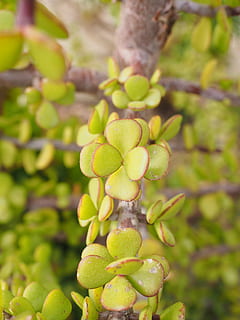 bacon tree, leaves, thick, green, small, meaty, branch, branches HD wallpaper