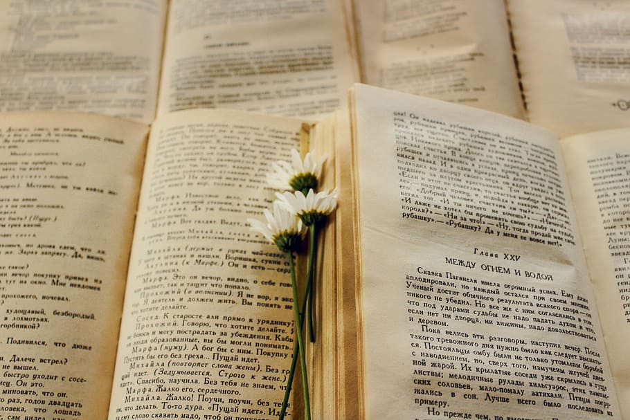 books, flower, page, old book, beautiful, literature, daisy HD wallpaper