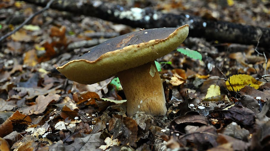 mushroom, forest, autumn, porcini mushrooms, nature, food, fungus, HD wallpaper
