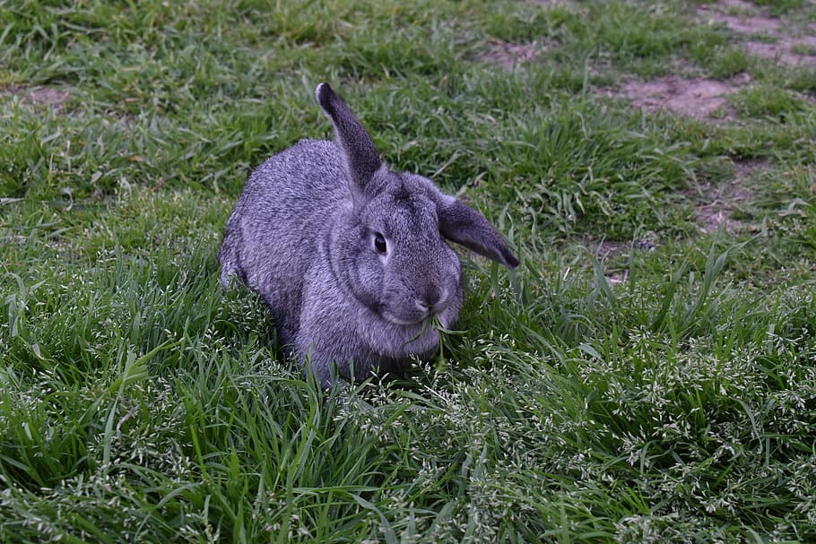 rabbit, nature, grey, mammal, grass, animal, animal themes HD wallpaper