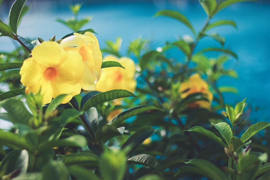 three yellow bell flowers in front of blue body of water, nature HD wallpaper