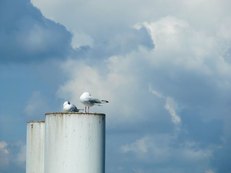 pigeons, chimney, lake constance, clouds, ferry, bird, animal themes HD wallpaper