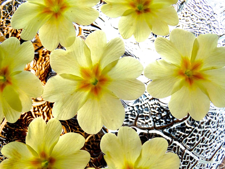 flowers, spring flowers, background, pattern, white, yellow HD wallpaper
