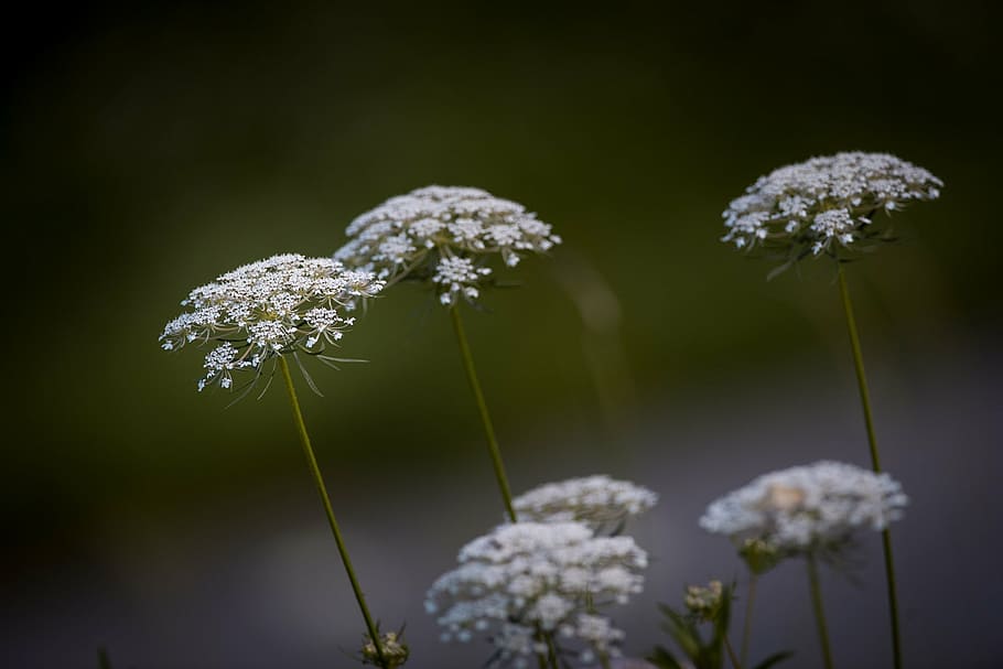 white flowers shallow focus photography, carrot, wild carrot