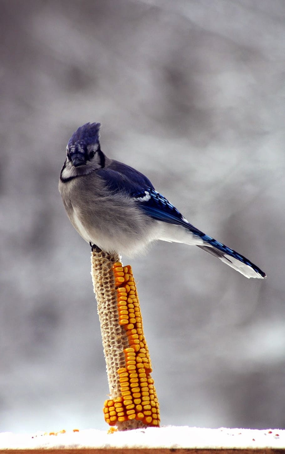 bird, blue jay, corn, winter, iowa, vertebrate, animal wildlife HD wallpaper