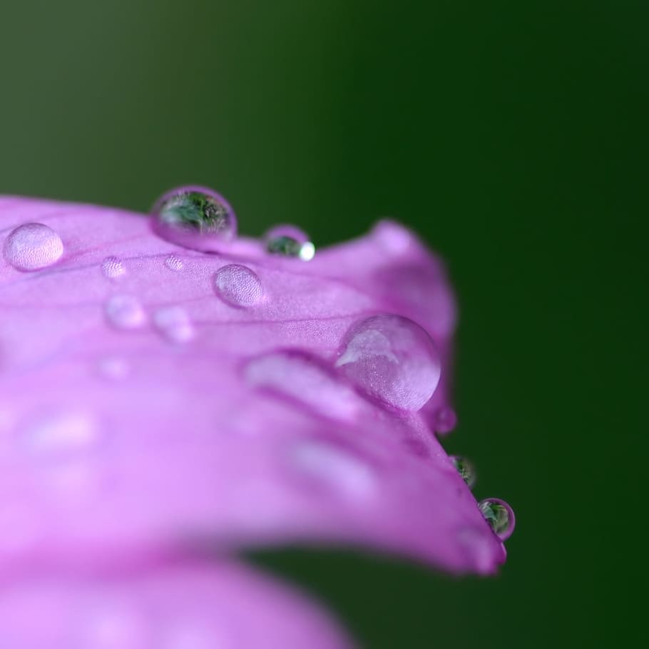 Flower, Drop, Water, Macro, nature, fragility, no people, close-up HD wallpaper