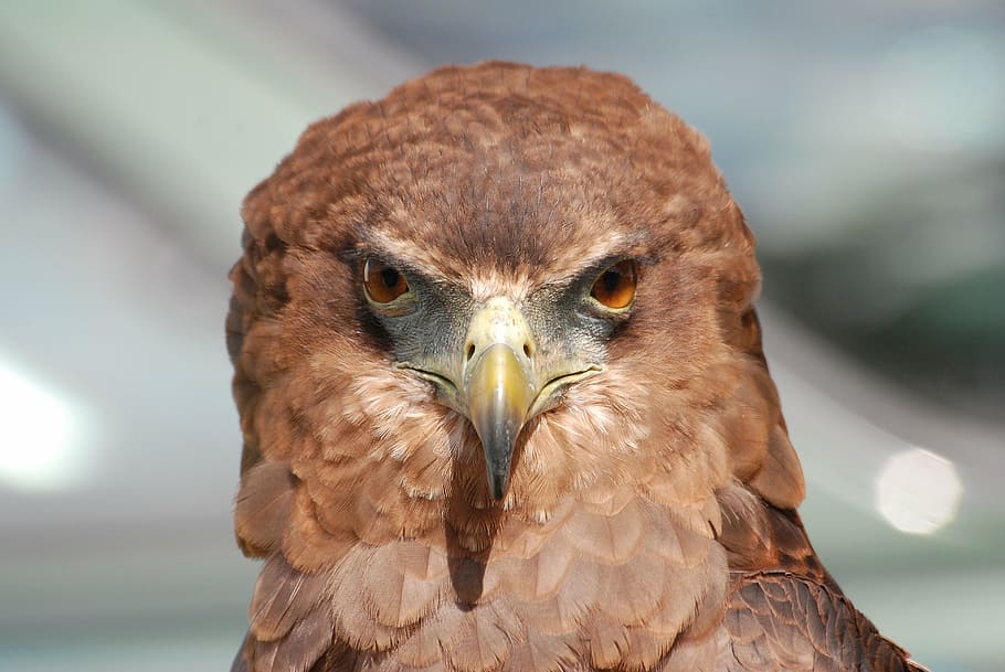 close photography of brown falcon, eagle, raptor, bird, beak HD wallpaper