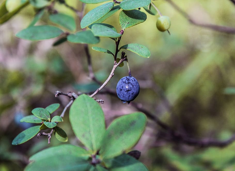 berry, forest, nature, fruit, healthy eating, food and drink HD wallpaper