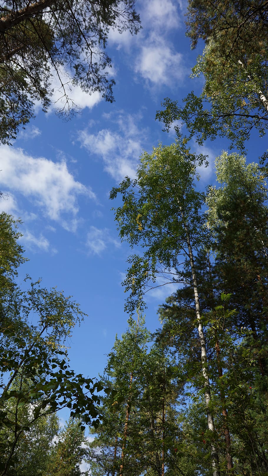 finnish, forest, nature, trees, sky, plant, low angle view HD wallpaper