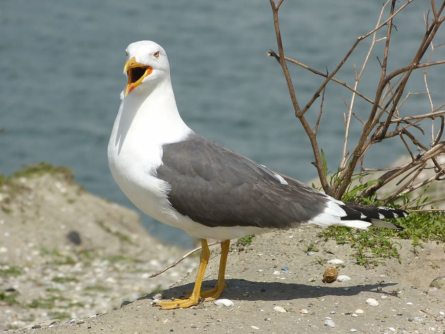 seagull, bird, animals, gulls, creature, birds, stand, animal wildlife HD wallpaper