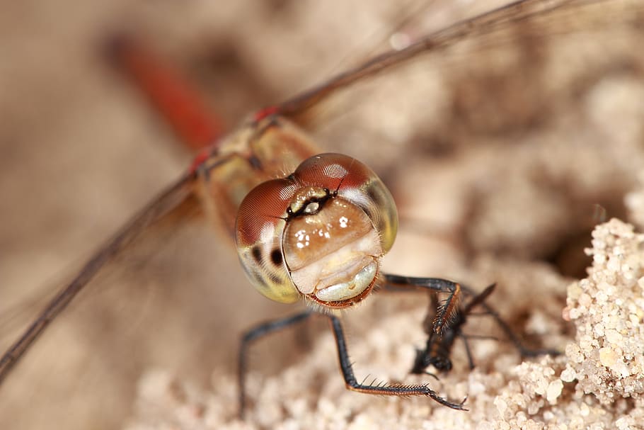 nature, dragonfly, macro, bug, wings, animal themes, one animal HD wallpaper