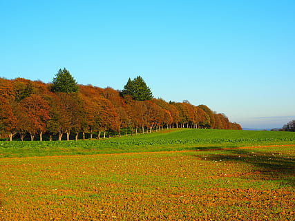 panorama photography of red and green trees under blue sky during daytime HD wallpaper