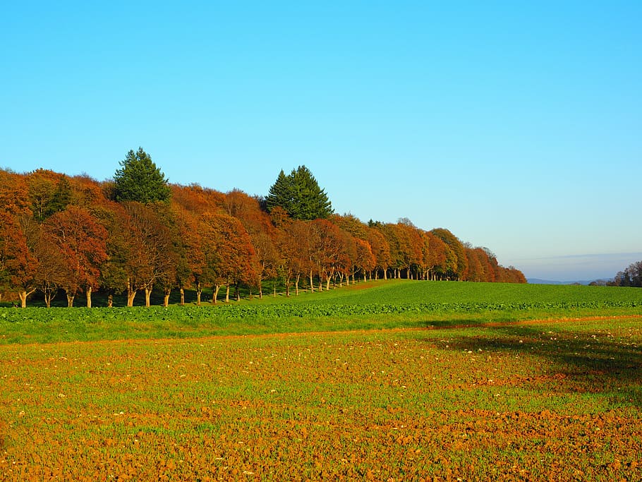 panorama photography of red and green trees under blue sky during daytime, HD wallpaper